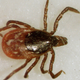 A deer tick (Ixodes scapularis), the most common vector of Lyme disease in the U.S.